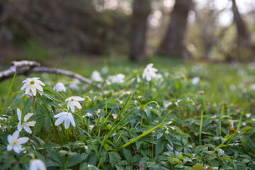 wood anemone flowers in bloom close up shot 