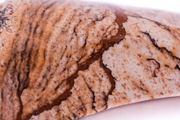 macro stone mineral landscape jasper on a white background