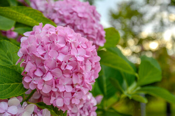 Blossoming hydrangea or hortensia flowers. Gentle franrance and fragile fresh warm pink and violet petals