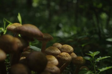 forest mushrooms in moss growing on a tree macro photography