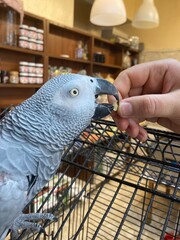 parrot pet eating food from owners hand