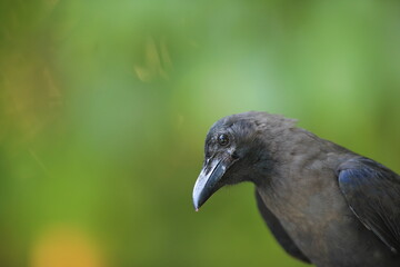 black crows in a tropical resort