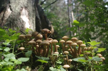 forest mushrooms in moss growing on a tree macro photography