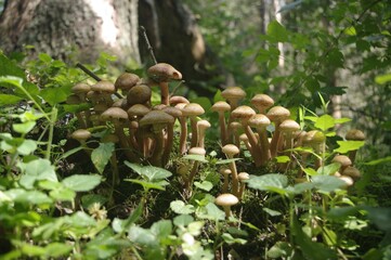 forest mushrooms in moss growing on a tree macro photography