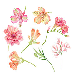 set of watercolor garden pink and orange flowers isolated on white background, hand painted