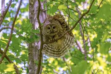 Beautiful female barred owl perched on a branch spreading her tail feathers