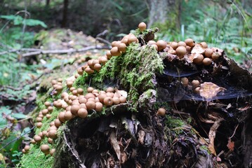 round mushroom in moss on a fallen tree