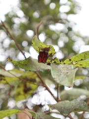 Tessaratomidae on the Lychee tree design for damage concept © YENTING