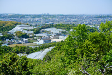 初夏の丘から眺めるぶどう畑と南大阪住宅地に立つ高層マンション