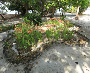 palm plants on a tropical island