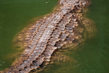 crocodile
