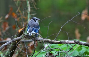 DescriptionThe blue jay is a bird in the family Corvidae, native to North America. It resides through most of eastern and central United States, although western populations may be migratory.