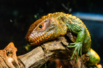 lizard