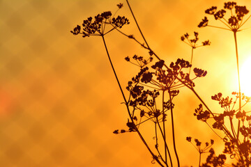 Silhouette of parsley umbrellas on the background of the sunset sky. Copy space for text.