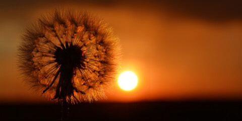 Banner silhouette of a dandelion on the background of the setting sun. Copy space for text.