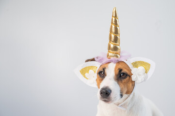 Cute jack russell terrier dog in unicorn headband on white background. Copy space