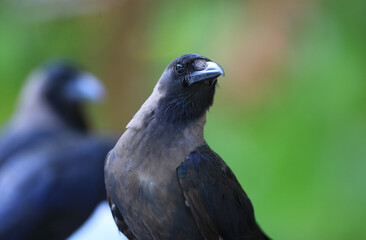 black crows in a tropical resort