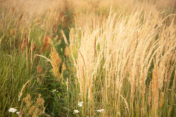 Beautiful abstract nature landscape with meadow grass and cereals soft focus background