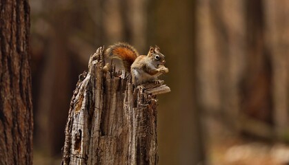 The American red squirrel (Tamiasciurus hudsonicus) known as the pine squirrel, North American red squirrel and chickaree.