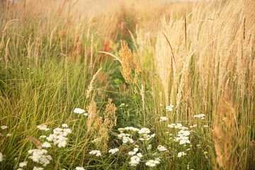 Beautiful abstract nature landscape with meadow grass and cereals soft focus background