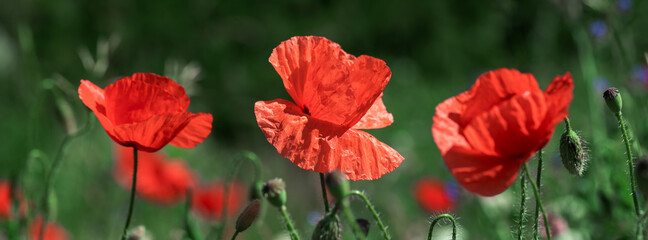  Banner red poppies on a green background.