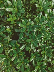 Obraz premium green leaves background