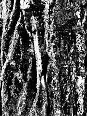 Grunge tree bark texture. Distressed overlay texture. Black and white vector texture