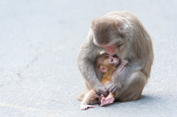 Monkey mother and baby with love