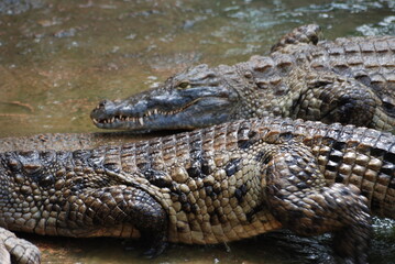 crocodile