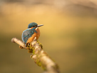Fototapeta premium Martin pêcheur