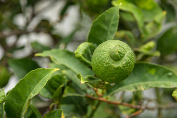 Lime fruit hanging on a tree branches in the garden.