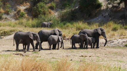 Elefantenfamilie in einem ausgetrockneten Flussbett im Serengeti Nationalpark