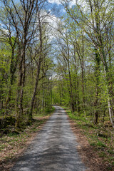 Fototapeta premium road through the forest, Valle Maggia, Ticino