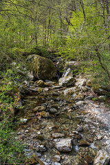 creek in forest near Maggia, Ticino