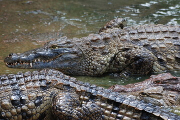 crocodile