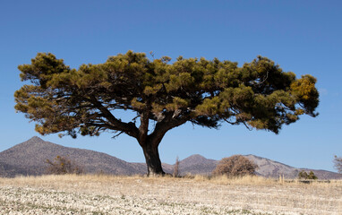 blue sky, mountains and juniper tree