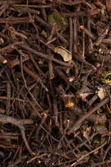 Dry branches close up many dry twigs and sticks