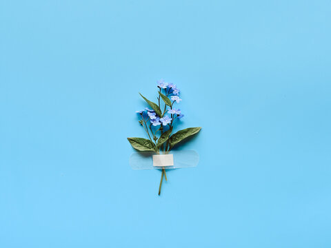 Forget-me-not wild flowers fixed with band aid to blue mint background. Simple composition, natural light. Wild flowers attached to blue paper with medical aid patch.