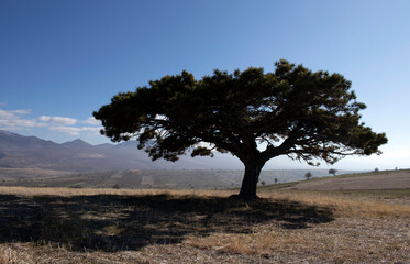 Fototapeta na wymiar blue sky, mountains and juniper tree