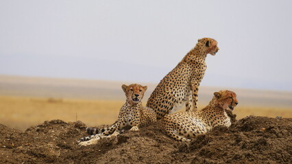 Drei Geparden auf der Lauer © turtles2
