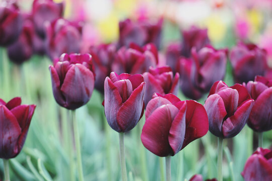 Wine coloured single triumph tulip 'Ronaldo' in flower