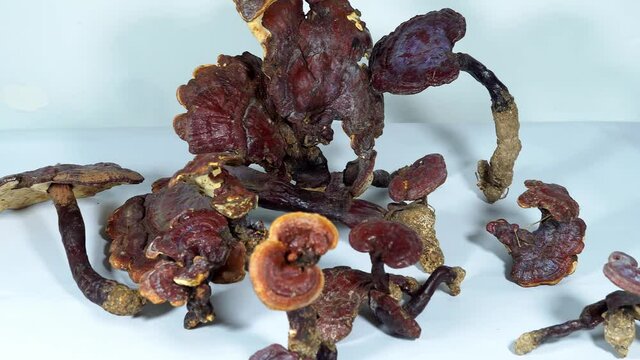 Dried Ganoderma lucidum, Chinese herbal medicine