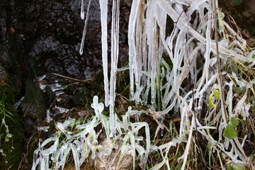 frozen ice on plant branches