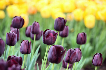Dark wine coloured single triumph tulip 'Queen Of The Night' in flower