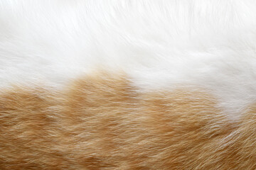 Cat fur texture background. Orange or ginger and white cat coat background.	
