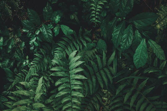 Tropical green leaf background, Dark tone theme.