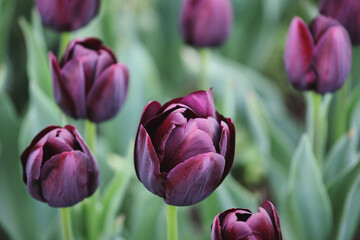 Dark wine coloured single triumph tulip 'Queen Of The Night' in flower