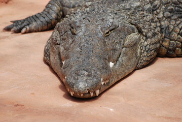 crocodile