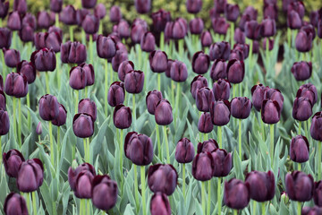 Dark wine coloured single triumph tulip 'Queen Of The Night' in flower