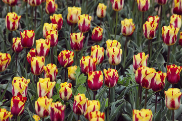 Rembrandt single tulip 'Helmar' in flower